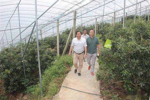 从大棚杨梅到AI搜索，特色产业如何蝶变成“金招牌”？