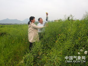 农业科技人员在田间检测作物生长情况