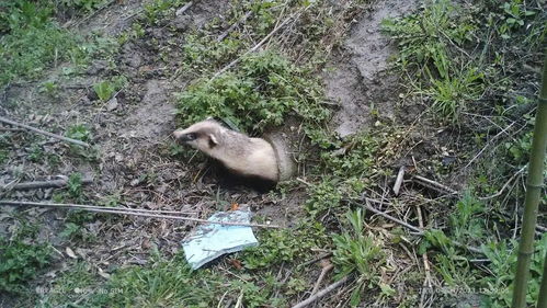 油田边的野生动物栖息地