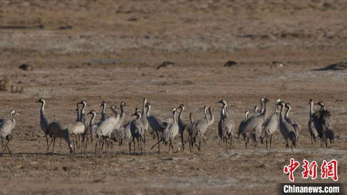 动物园灰鹤误入虎园遭七虎围猎，背后真相令人唏嘘！