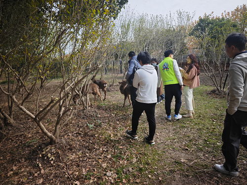 上海交大生态林小鹿