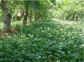 果园因干旱导致苹果减产