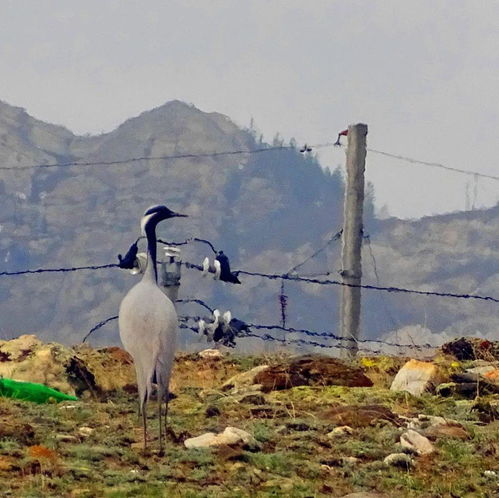 老虎围猎灰鹤现场图片