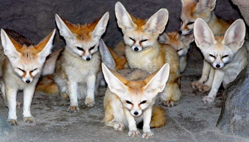 狐狸精自述：四个三变的奇幻人生（山径·杨盛科）