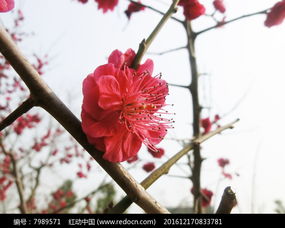 一朵盛开的梅花