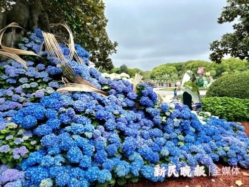 上海鲜花港秘境绣球园美景