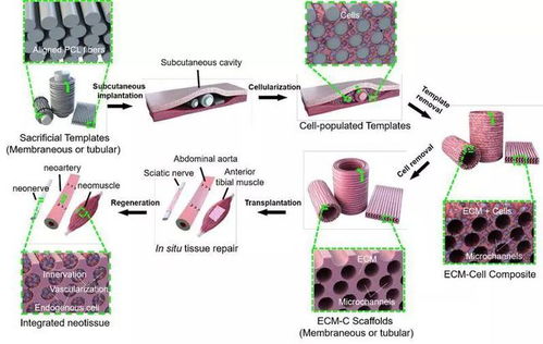 揭秘细胞外基质（ECM）如何悄悄掌控上皮-间充质转化（EMT）的生物密码