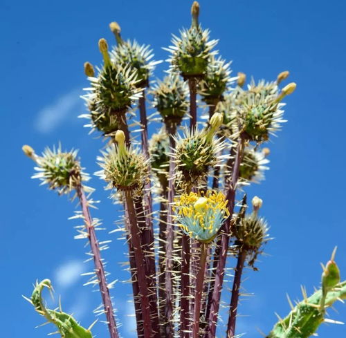 糖果帝国交班记：利口乐如何年卖90亿颗糖，在中国吃下更多份额？