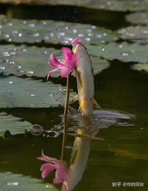 鱼跃荷尖！网友拍到“莲中有鱼”奇景，自然界的浪漫联动