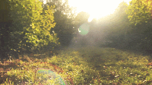 春日阳光洒在草地上