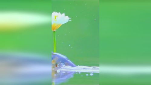 摄影师在湖边拍摄荷花与鱼互动