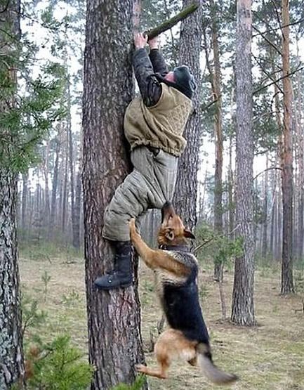 女子疑拍刚出生小鹿遭母鹿攻击？真相背后这些细节你必须知道