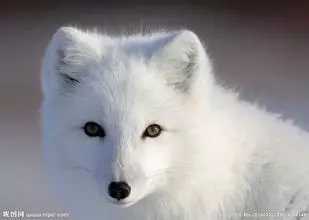 一只红色狐狸在月光下凝视远方