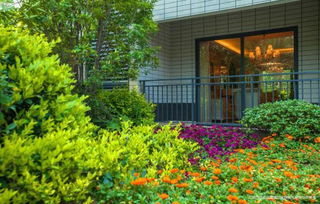 现代小区清晨 鸟语花香