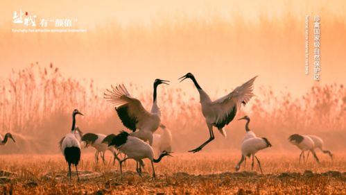 一只鹤误闯虎区，与七只老虎对峙？背后真相令人深思