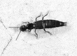 隐翅虫毒液堪比硫酸？亲身经历告诉你为什么千万别拍打