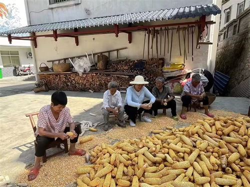 基层干部在田间地头走访村民