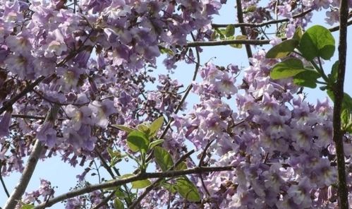 郑州街头的梧桐花