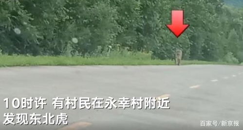 老虎在村庄附近出没