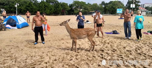 大连海边游泳的野生梅花鹿