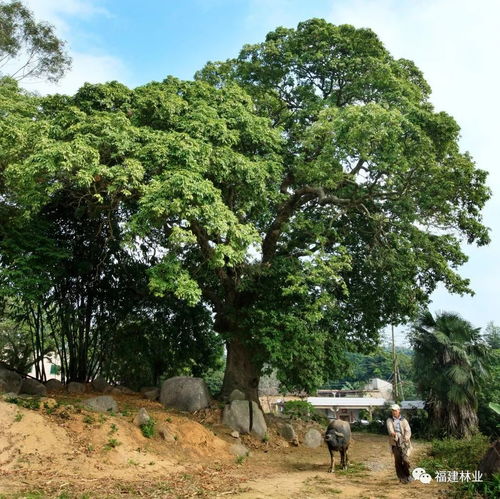 1元起拍千年荔枝树采摘权，背后的故事让人意外
