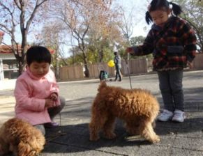 游客在讨论灰鹤事件