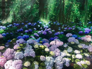 昆明郊野公园绣球花园区美景