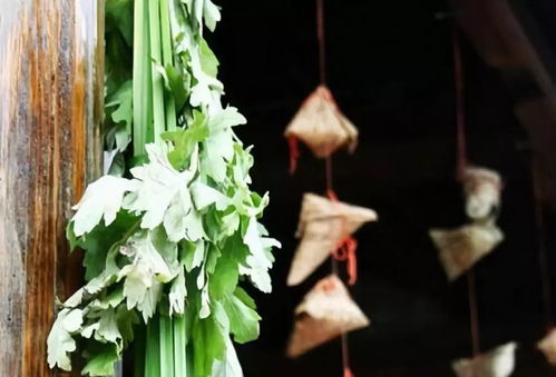 古镇居民挂艾草迎端午