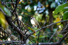 春天来的慢了些，但我在等它开满枝头