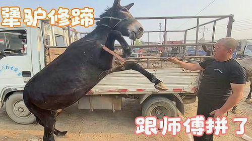 亲子共读《驴皮公主》