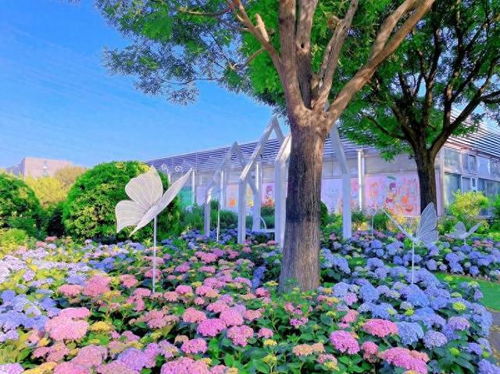 花花世界之294：绣球花开，我在秘境中邂逅初夏浪漫