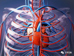 心脏释放BNP示意图