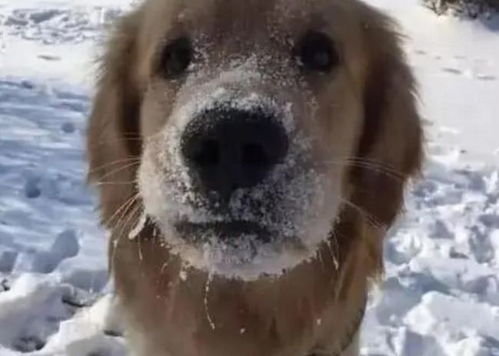 老狗静静躺在雪地中