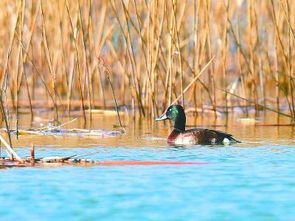 6000只鸭子下水场面太壮观！网友：这是要拍《动物世界》吧？