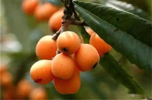 母亲站在枇杷树下仰望树枝