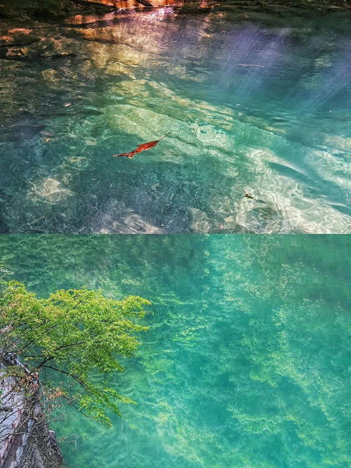 清澈河水中自由游动的小鱼群