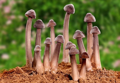 山林间冒出土的鸡枞菌