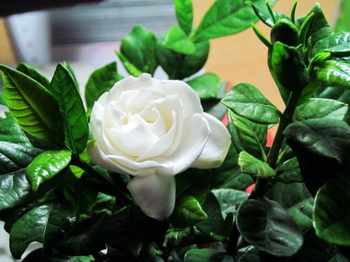 那一朵栀子花，开在记忆深处的夏天