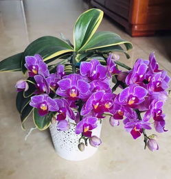 蝴蝶兰根系修剪过程