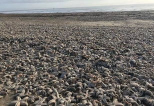 海边风暴过后大量海洋生物被冲上岸