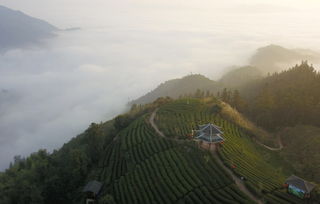 莫干山茶园清晨薄雾弥漫