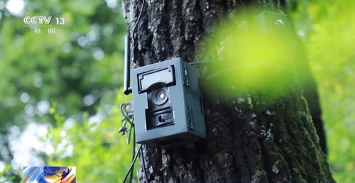 黄山野生动物5G监测系统实景图