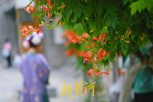 济南百花洲畔的凌霄花盛开