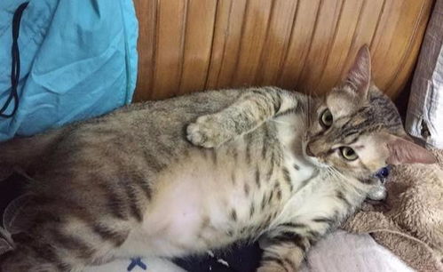 一只猫咪在窗台上晒太阳