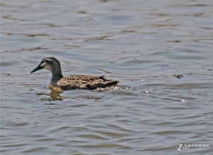 麻鸭在河边觅食福寿螺