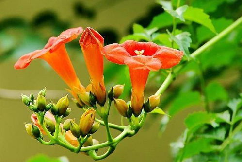 凌霄花在风雨中顽强生长