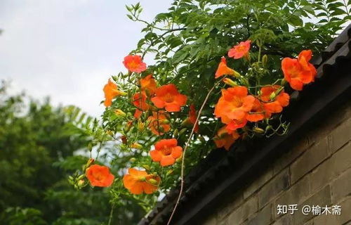 凌霄花与诗句意境结合的场景