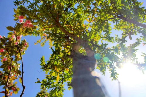 《萝西与苹果酒》：在记忆深处，那片永不褪色的童年果园