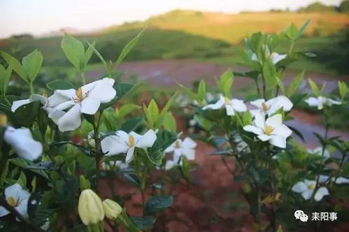 湖南宁乡万亩栀子花盛开田野