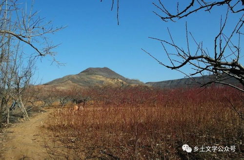 夕阳下的果园与远处的小屋构成温馨画面